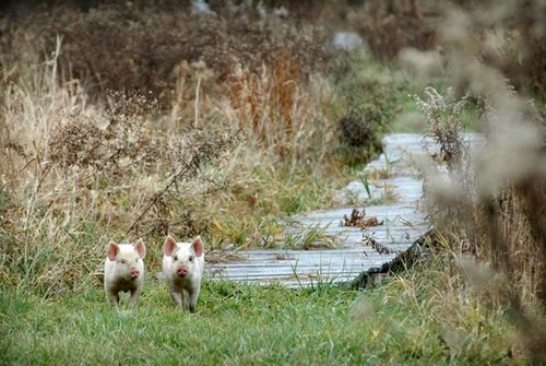 我們的環(huán)境會(huì)好嗎？——“數(shù)說(shuō)”大氣、水、土壤污染防治三大戰(zhàn)役